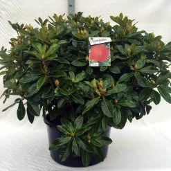 Rhododendron (Rhododendron 'Red Jack') -Groene Wereld r. red jack c80 1