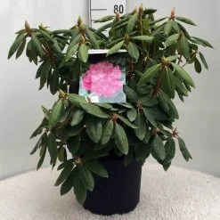 Rhododendron (Rhododendron 'Roseum Elegans') -Groene Wereld r. roseum elegans c10 50 cm 1