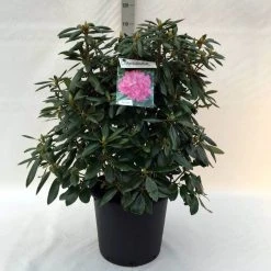 Rhododendron (Rhododendron 'Roseum Elegans') -Groene Wereld r. roseum elegans c30 1