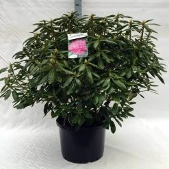Rhododendron (Rhododendron 'Roseum Elegans') 34 Rhododendron (Rhododendron 'Roseum Elegans') -Groene Wereld r. roseum elegans c40
