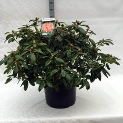 Rhododendron (Rhododendron 'Virginia Richards') -Groene Wereld r. virginia richards c40 1