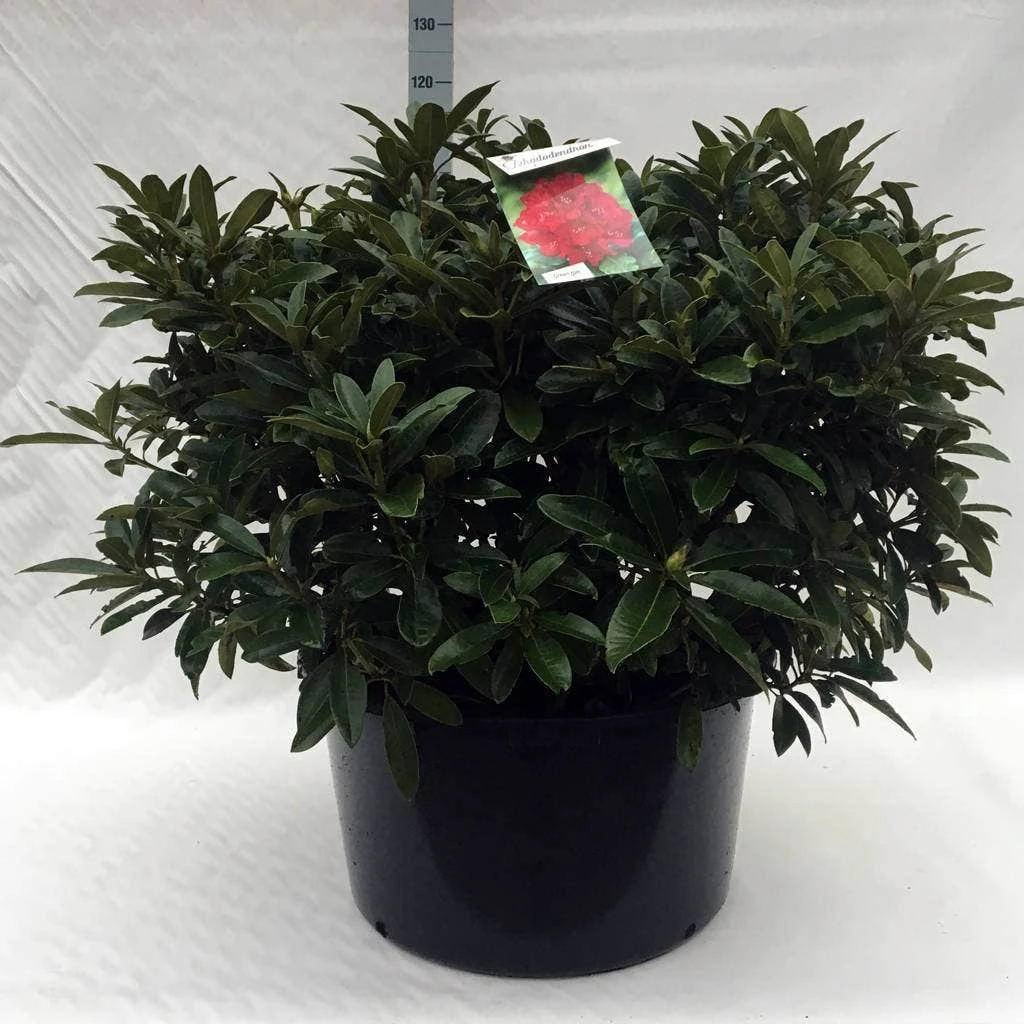 Rhododendron (Rhododendron 'Wilgen's Ruby') 19 Rhododendron (Rhododendron 'Wilgen's Ruby') - Afbeelding 17