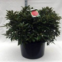 Rhododendron (Rhododendron 'Wilgen's Ruby') -Groene Wereld r. wilgens ruby c80