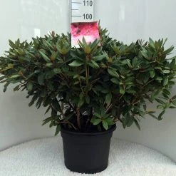 Rhododendron (Rhododendron 'Winsome') -Groene Wereld r. winsome c20
