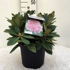 Dwergrhododendron (Rhododendron 'Dreamland') -Groene Wereld r. y dreamland c5 1