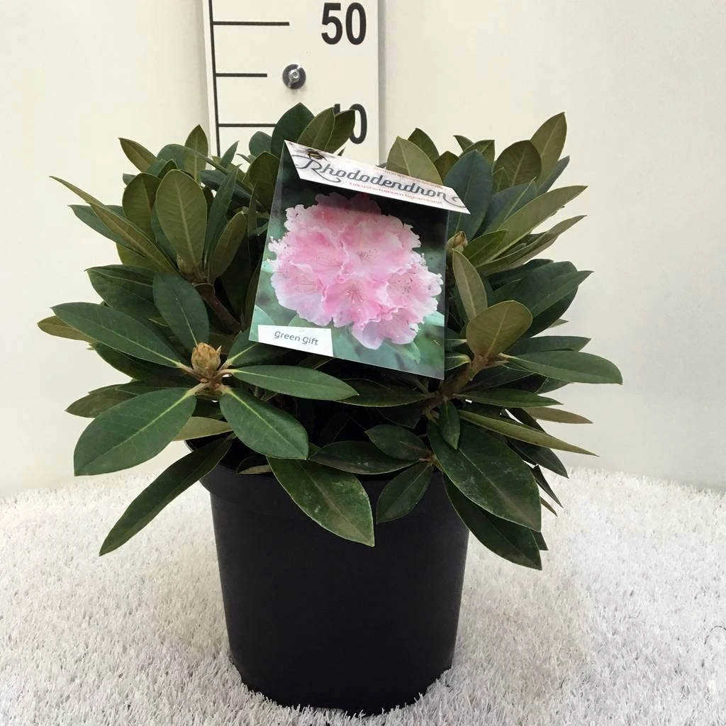 Dwergrhododendron (Rhododendron 'Dreamland') 13 Dwergrhododendron (Rhododendron 'Dreamland') - Afbeelding 11