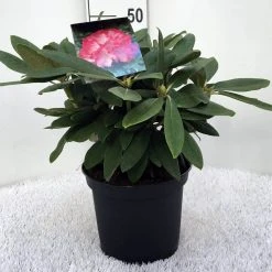 Dwergrhododendron (Rhododendron 'Fantastica') -Groene Wereld r. y fantastica c5