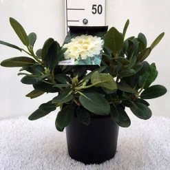 Rhododendron (Rhododendron 'Flava') 7 Rhododendron (Rhododendron 'Flava') -Groene Wereld r. y flava c5