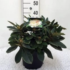 Dwergrhododendron (Rhododendron 'Golden Torch') -Groene Wereld r. y golden torch c5 2