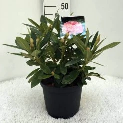 Rhododendron (Rhododendron 'Percy Wiseman') 25 Rhododendron (Rhododendron 'Percy Wiseman') -Groene Wereld r. y percy wiseman c5