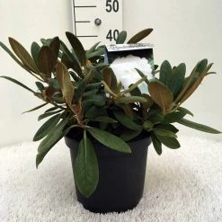 Dwergrhododendron (Rhododendron 'Porzellan') -Groene Wereld r. y porzelan c5