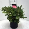 Dwergrhododendron (Rhododendron 'Sweet Sue') 2 Dwergrhododendron (Rhododendron 'Sweet Sue') -Groene Wereld r. y sweet sue c5