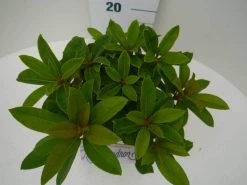 Rhododendron (Rhododendron 'Red Jack') -Groene Wereld red jack c2 boven