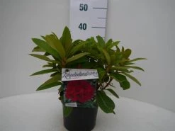 Rhododendron (Rhododendron 'Red Jack') -Groene Wereld red jack c2 voor 1