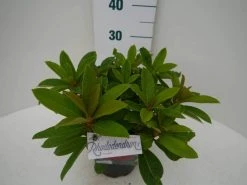 Rhododendron (Rhododendron 'Red Jack') -Groene Wereld red jack c2 zij 1