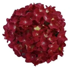 Hortensia Red Reggae (Hydrangea 'Music Collection') -Groene Wereld red reggae 2 2