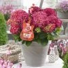 Hortensia Red Reggae (Hydrangea 'Music Collection') -Groene Wereld red reggea 2 2