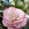 Camelia (Camellia Japonica 'Margaret Davis') 2 Camelia (Camellia Japonica 'Margaret Davis') -Groene Wereld rera03446 1
