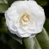 Camelia (Camellia Japonica 'Purity') -Groene Wereld rera03507 1