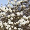 Beverboom (Magnolia Kobus)