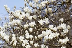 Beverboom (Magnolia Kobus)
