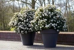 Groenblijvende Sneeuwbal (Viburnum Tinus 'Eve Price') 17 Groenblijvende Sneeuwbal (Viburnum Tinus 'Eve Price') -Groene Wereld rera04753 2