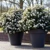 Sneeuwbal Als Bolvorm (Viburnum Tinus 'Eve Price') -Groene Wereld rera04753 1 2