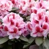 Rhododendron (Rhododendron 'Belami') -Groene Wereld rera05113 1