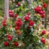 Roos (Rosa 'Florentina') 1 Roos (Rosa 'Florentina') -Groene Wereld rera05259