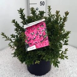 Japanse Azalea (Rhododendron 'Madame Van Hecke') -Groene Wereld rh. aj mme van hecke c10 1