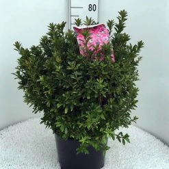 Japanse Azalea (Rhododendron 'Madame Van Hecke') -Groene Wereld rh. aj mme van hecke c15 1