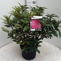 Rhododendron (Rhododendron 'Anah Kruschke') -Groene Wereld rh. anah kruschke c10 50 cm 1