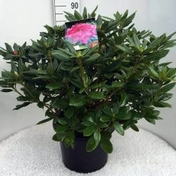 Rhododendron (Rhododendron 'Cosmopolitan') -Groene Wereld rh. cosmopolitan c20 1