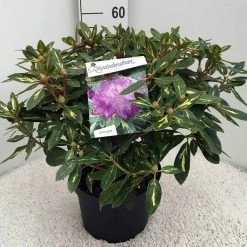 Rhododendron (Rhododendron 'Goldflimmer') -Groene Wereld rh. goldflimmer c10 50 cm 1