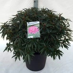 Rhododendron (Rhododendron 'Graziella') -Groene Wereld rh. graziella c30 1