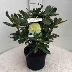 Rhododendron (Rhododendron 'Horizon Monarch') -Groene Wereld rh. horizon monarch c10 50 cm 1