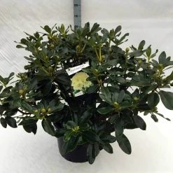 Rhododendron (Rhododendron 'Horizon Monarch') -Groene Wereld rh. horizon monarch c40