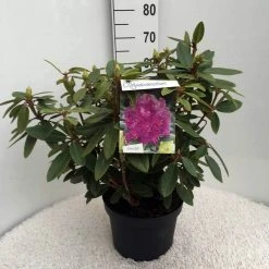 Rhododendron (Rhododendron 'Kokardia') -Groene Wereld rh. kokardia c10 50 cm 1
