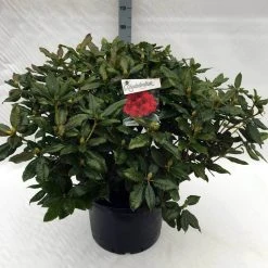 Rhododendron (Rhododendron 'Lord Roberts') -Groene Wereld rh. lord roberts c40 1