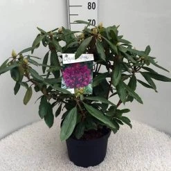 Rhododendron (Rhododendron 'Marcel Menard') -Groene Wereld rh. marcel menard c10 50 cm 1