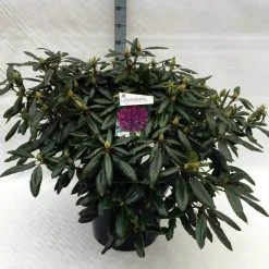 Rhododendron (Rhododendron 'Marcel Menard') -Groene Wereld rh. marcel menard c40 1
