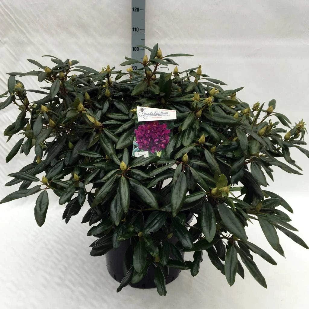 Rhododendron (Rhododendron 'Marcel Menard') 22 Rhododendron (Rhododendron 'Marcel Menard') - Afbeelding 20