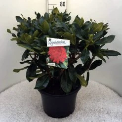 Rhododendron (Rhododendron 'Markeeta's Prize') -Groene Wereld rh. markeeta s prize c20 1