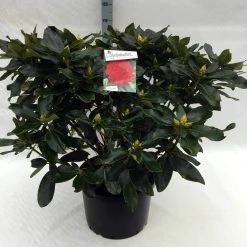 Rhododendron (Rhododendron 'Markeeta's Prize') -Groene Wereld rh. markeeta s prize c40