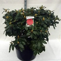 Rhododendron (Rhododendron 'Markeeta's Prize') -Groene Wereld rh. markeeta s prize c80 1