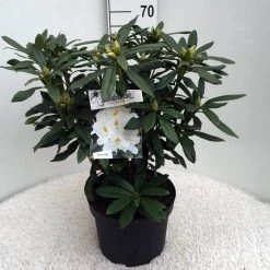 Rhododendron (Rhododendron 'Madame Masson') -Groene Wereld rh. mme masson c10 50 cm 1