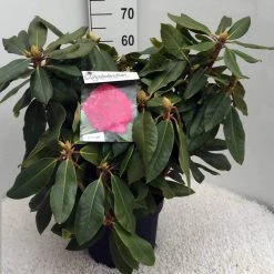 Rhododendron (Rhododendron 'American Beauty') -Groene Wereld rh. p. a. beauty c10 50 cm 2