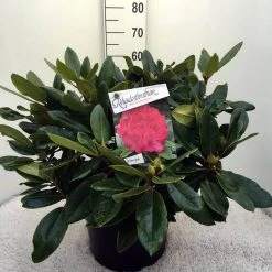 Rhododendron (Rhododendron 'American Beauty') -Groene Wereld rh. p.a. beauty c20 1