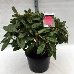 Rhododendron (Rhododendron 'American Beauty') -Groene Wereld rh. pierce amercian beauty c40