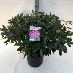 Bosrhododendron (Rhododendron Ponticum 'Roseum') -Groene Wereld rh. pont. roseum c30 2